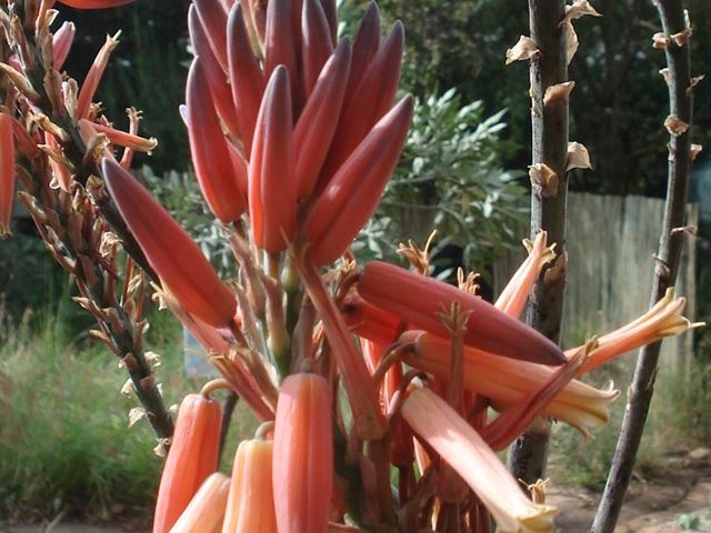 Aloe pretoriensis  (7)